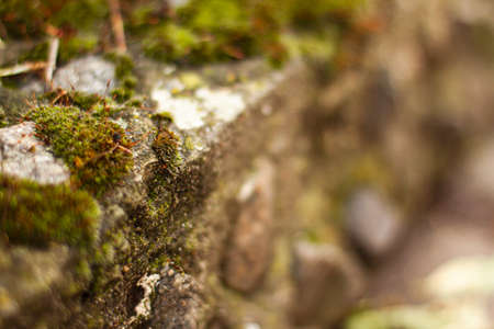 Close up of green moss among pebbles. Nature concept with copy space outdoor on daylight shotの写真素材