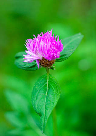 Close up of summer purple flowers on blurred background. Nature eco bloom concept with copy space as a backdrop. Floral for your project. Wildlife organic and travel concept.の写真素材