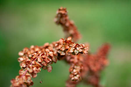 Close up of summer dry red bloom on blurred background. Nature eco bloom concept with copy space on...