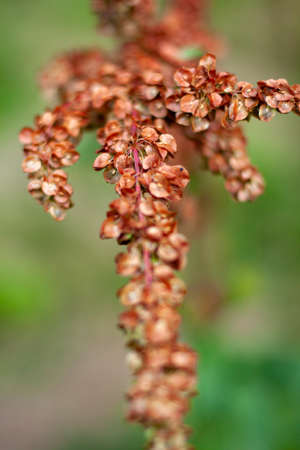 Close up of summer dry red bloom on blurred background. Nature eco bloom concept with copy space on the bottom as a backdrop. Floral for your project. Wildlife organic and travel concept.の写真素材