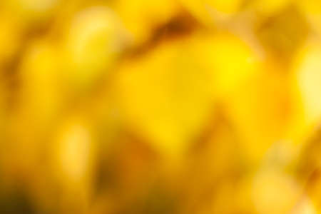 Autumn falling natural yellow orange leaves bokeh on trees. Blurred background and banner concept with copy spaceの写真素材