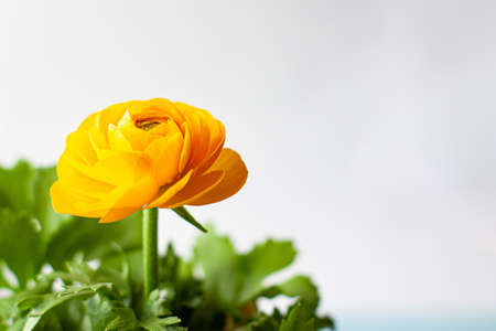 Close up of yellow lutik flower, ranunculus asiaticus, in a brown spot between green leaves on bright background. Nature garden concept. Trendy Illuminating yellow color of year 2021の写真素材