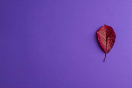 Flat lay of red autumn leaf changing their position on purple background on right. Bright leaf fall...