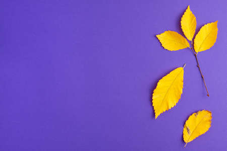 Flat lay of yellow autumn leaves changing their position on purple background on right. Bright leaf...