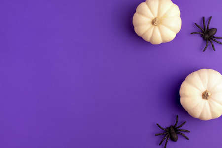 Flat lay of decoration white small Halloween pumpkin template and black horror spiders on vibrant purple background on right with copy space. Holiday autumn conceptの写真素材