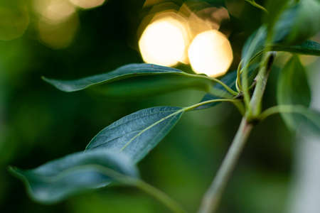 Close up of summer green leaves on the tree with golden bokeh from evening sun. Nature concept with dark blurred background and copy spaceの写真素材