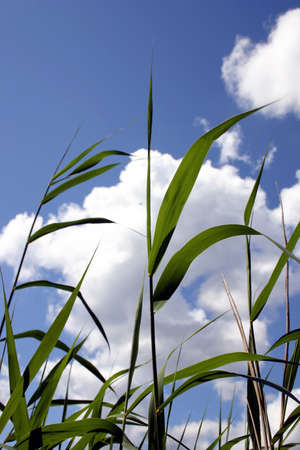 Transparent reeds in the background of clear summer sky- sense of summer and freedom