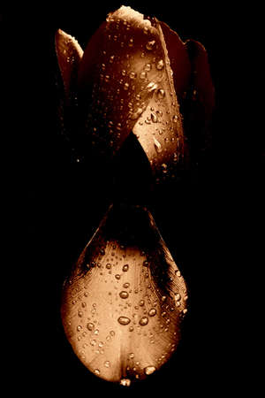 Tulip in the rain, with water drops. Darkened and artistical toned.の写真素材