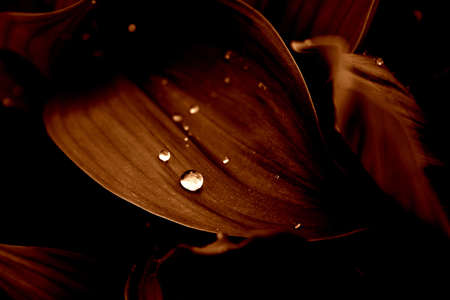 Flowers in the rain, with water drops. Darkened and artistical tonedの写真素材