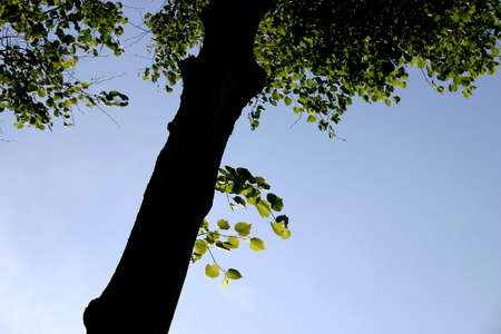 A tree against sunshineの写真素材