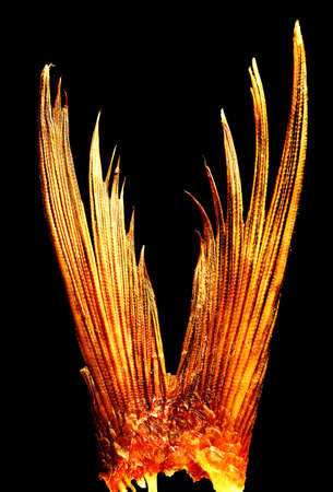 Fish tail close-up on the blackの写真素材