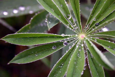 Flowers in the rainy day, with water drops on the leavesの写真素材