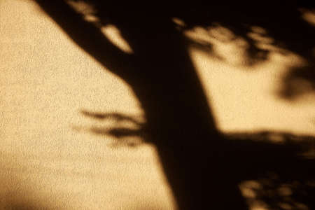 Daubted wall texture with tree shadowsの写真素材