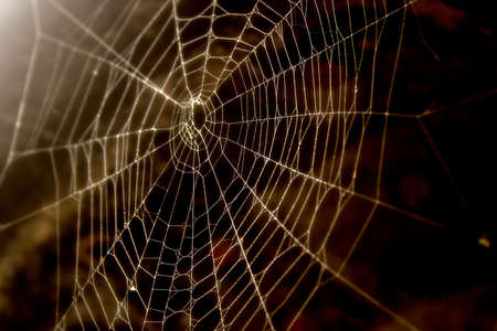 Spider-web close-up