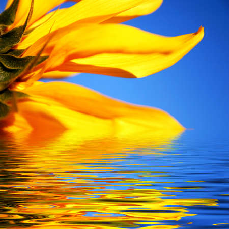 Sunflower close-up background with reflectionの写真素材