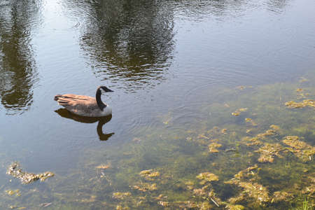 Goose on the Pondの写真素材