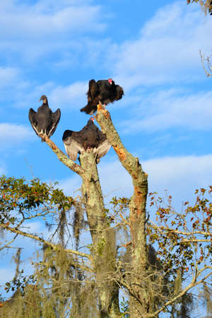 Vultures (Scavengers)の写真素材