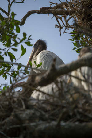 Wood Stork in the nestの写真素材