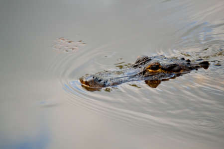 Alligator's head sticking out of the Water. Aの写真素材