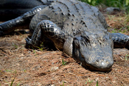 Large Alligator - Close upの写真素材