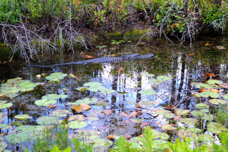 Alligator swimming in the canal.の写真素材