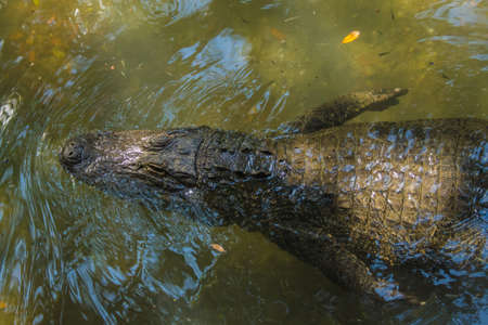 Alligator Swimming Byの写真素材
