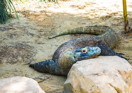 Komodo Dragon in the zooの写真素材
