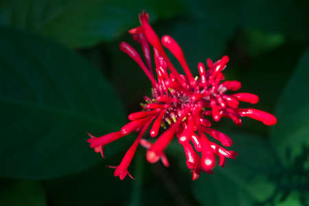 A bright red Firespike flower close-up.の写真素材