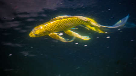 One yellow or golden Koi fish in a pondの写真素材