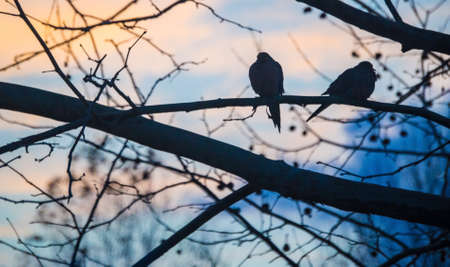 Lovey Dovey Love Birds, two doves in a tree silhouette.