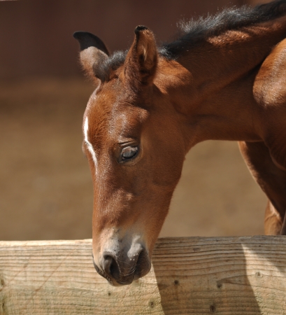 Young Horse の写真素材
