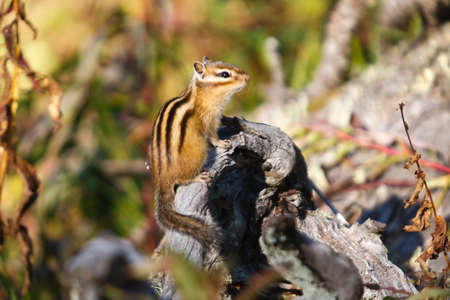 Small beautiful chipmunk in the forest on a tree. high quality photoの写真素材