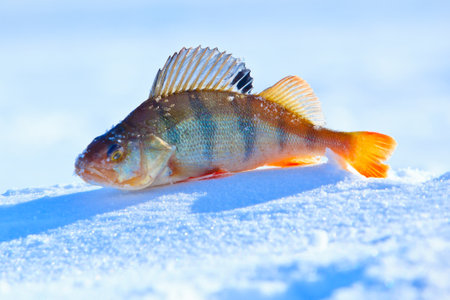 Fish on ice.の写真素材