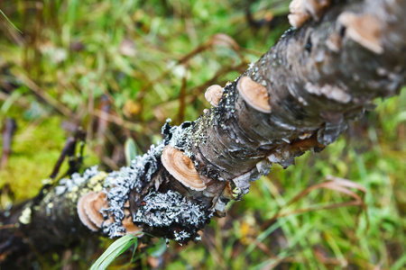 boletus mushroom in the mossの写真素材