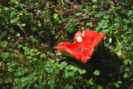 boletus mushroom in the moss