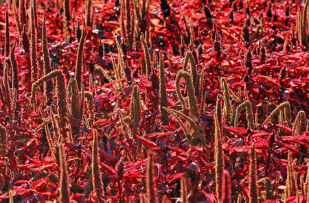 Beautiful detail of the plant leaf.Red and Green stem textured background.の写真素材