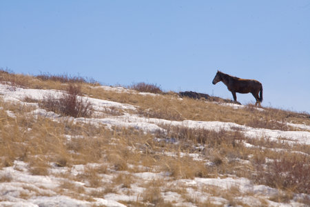 A beautiful horse in nature landscape. High quality photoの写真素材
