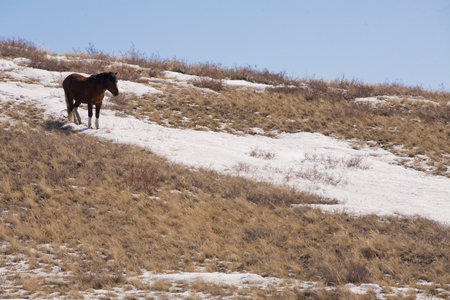 A beautiful horse in nature landscape. High quality photoの写真素材