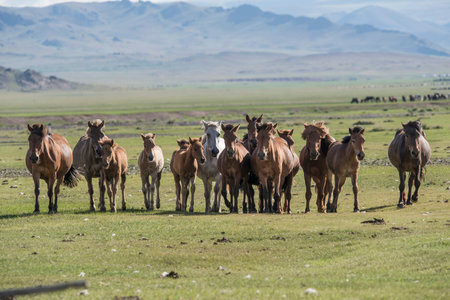 A beautiful horses in steppe scenery. A horse eats hay. High quality photoの写真素材