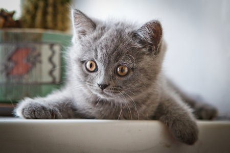 Blue grey British Kitten in home (kitten under 2 months old) . High quality photoの写真素材