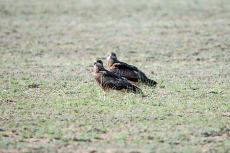 Two Eagles Sitting on the Ground. High quality photo