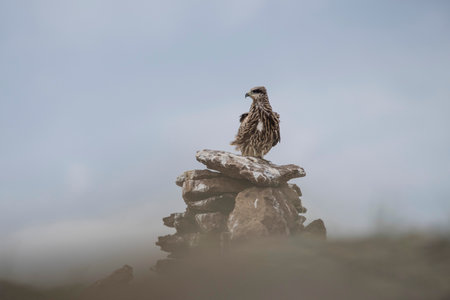 Eagle perched on rocks. High quality photo