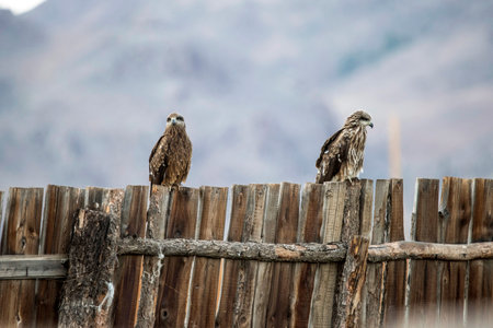 High quality photoの写真素材