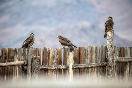 Three Eagles Sitting on a Fence. High quality photoの写真素材