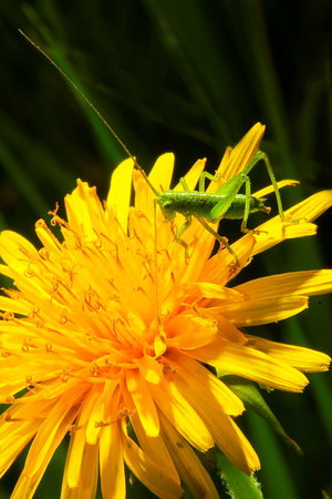 small green grasshopper on a yellow flower. High quality photoの写真素材