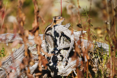 Small beautiful chipmunk in the forestの写真素材