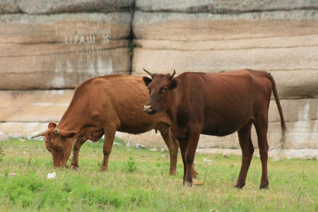 Close up view of cattle grazing outside the farm.の写真素材