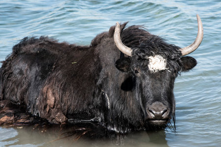 A Mongolian yak in the summer pasture.の写真素材