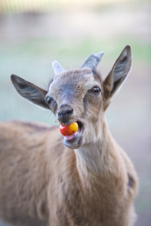 sheep and goats on pastureの写真素材