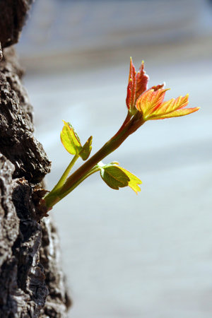A fresh and bright sprout appearing in nature. Symbolizes renewal. growth. and new beginnings. Represents hope promise of a new season. High quality photoの写真素材